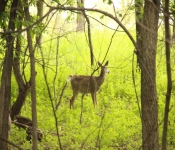 FortSnelling 2014 05 24 004